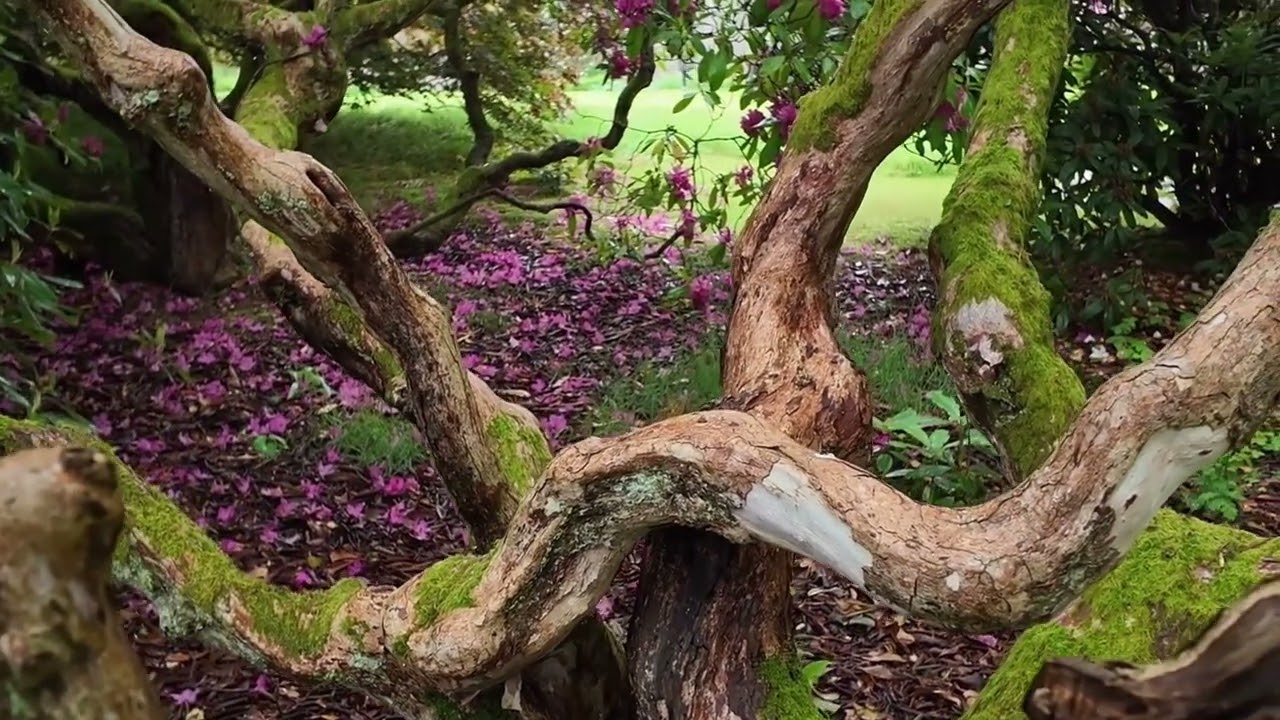 A walk around Brechin Castle Gardens