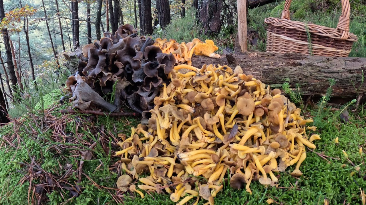 Funghi Autunnali,Trombette dei morti ,Cantarellus tubaeformis e lutescens del 20  ottobre 2024 !!🍄