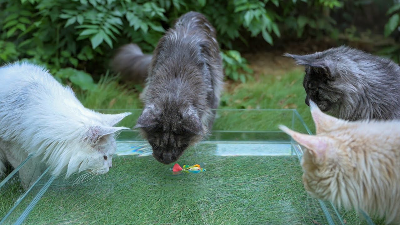 A Maine Coon Cat's Guide to Fishing