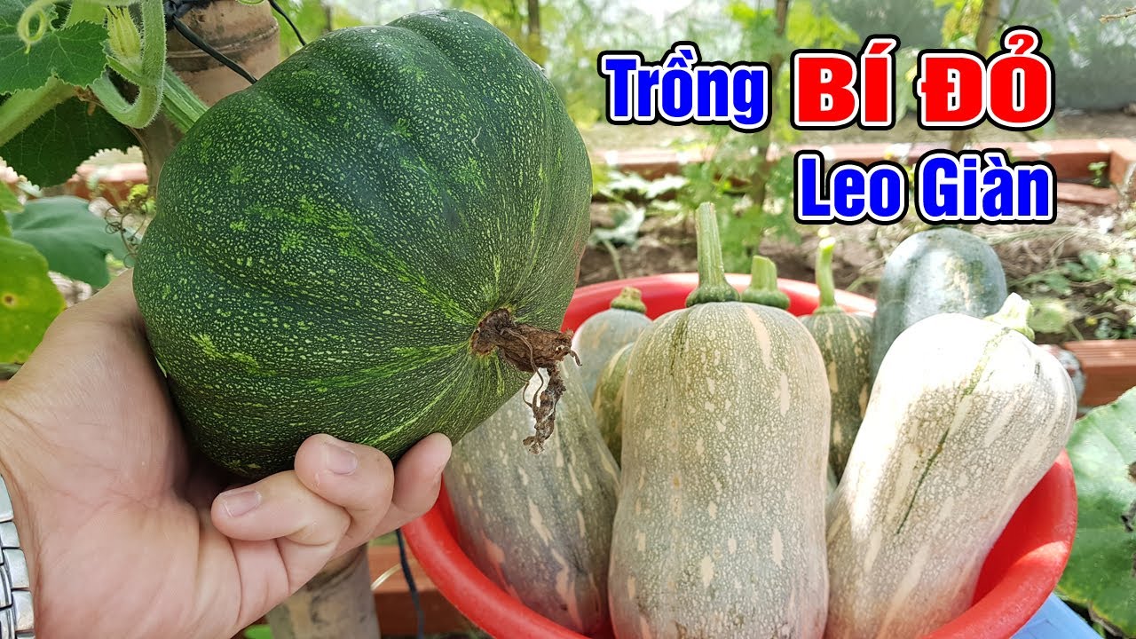 Trồng bí đỏ hữu cơ leo giàn