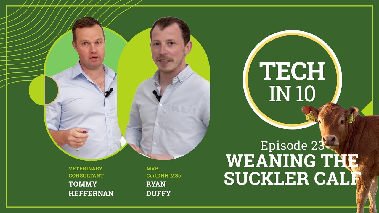 Tech in 10 - Episode 23: Weaning Suckler Calves: Reducing Stress & Boosting Health