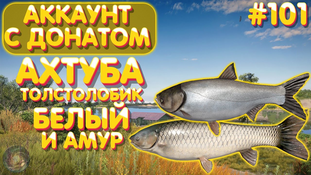 Аккаунт с донатом #101 | Ахтуба - Толстолобик белый и Амур белый | Русская Рыбалка 4