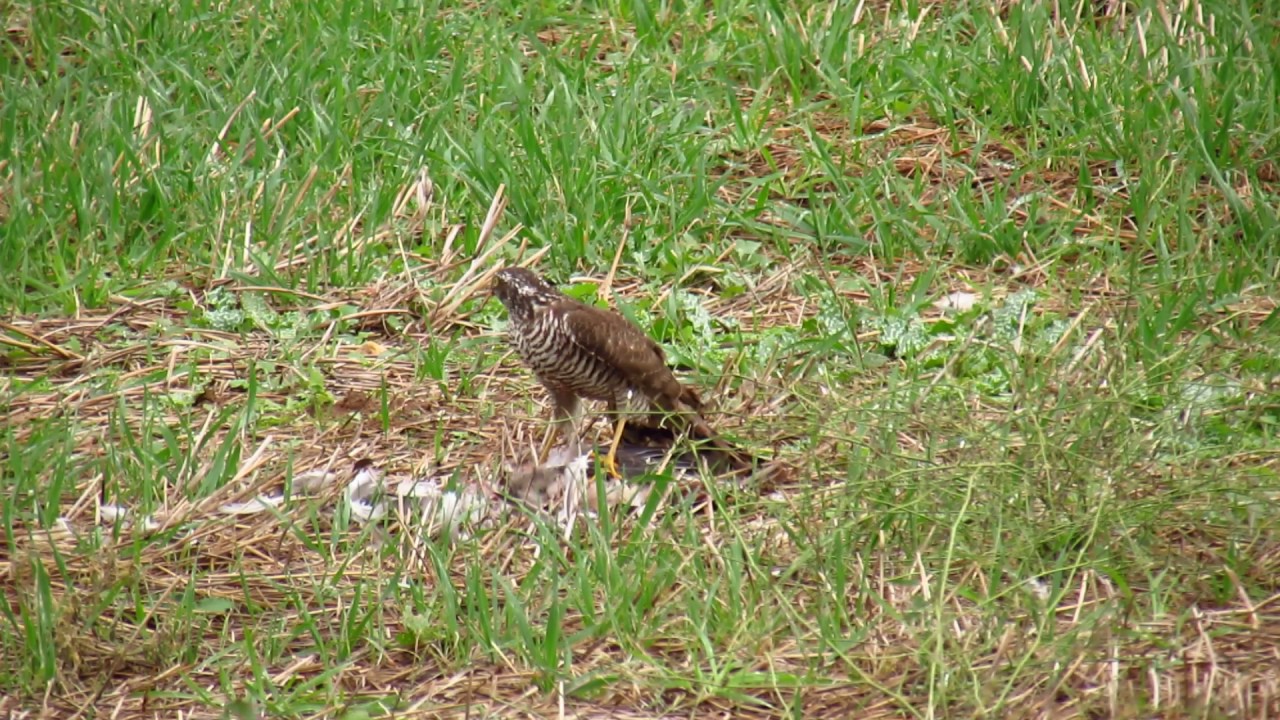 Eurasian sparrowhawk Accipiter nisus Gavil&aacute;n con paloma reci&eacute;n depredada