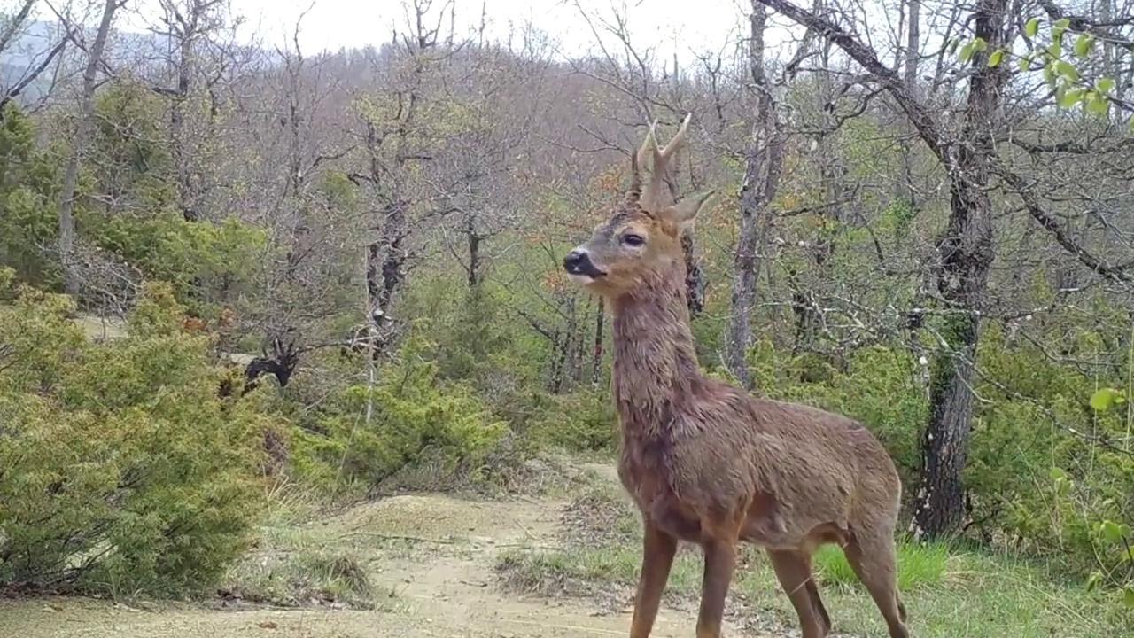 Appennino parmense, la guida apre la fototrappola e scopre la vita nella riserva
