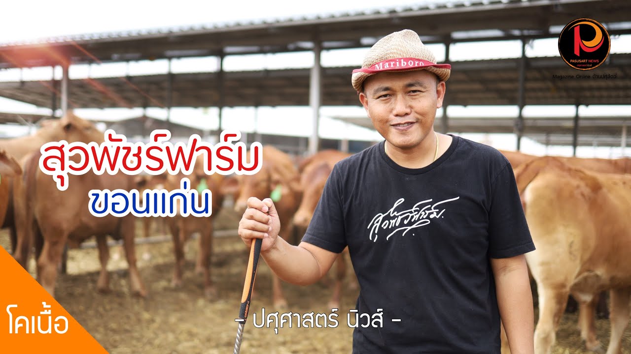 สุวพัชร์ฟาร์ม ขอนแก่น แหล่งผลิตวัวต้นน้ำคุณภาพ แม่ทัพเครือข่าย “โคขุนเมืองดอกคูณ” 5,000 ตัว