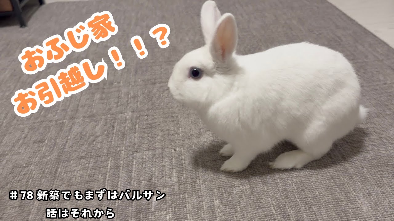 おふじ家お引越し！？新居ではしゃぐウサギさん！