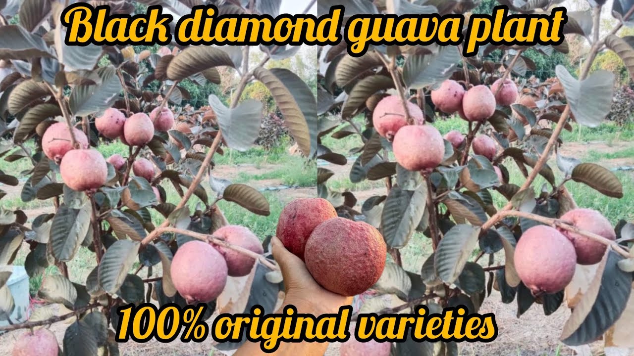 Black diamond guava plant available contact me 9635449080