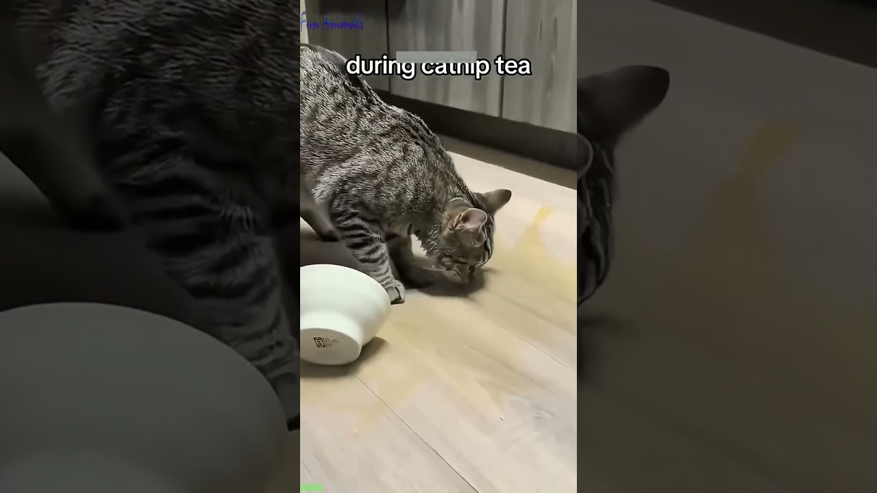 ❤️🐈 Funny cats ❤️🐈 , ❤️Funniest cats #FunAnimals  PART 33