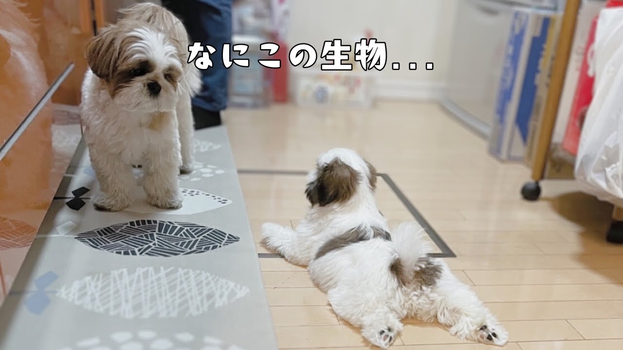 【シーズー多頭飼い】多頭飼いのイメージが崩壊しました...//多頭飼い１~３日目🐾記録