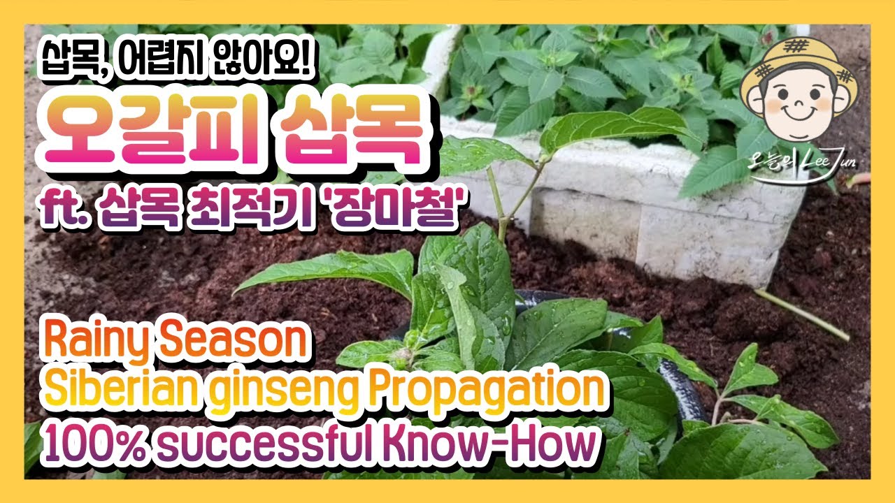 오갈피삽목.. 삽목최적기입니다.. [It is a perfect season for cutting Eleutherococcus sessiliflorus]#Korean#cutting