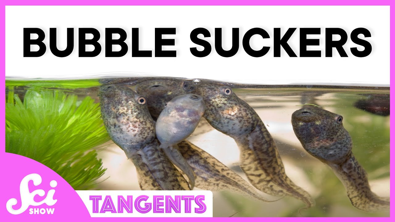 Bubbles | SciShow Tangents Podcast