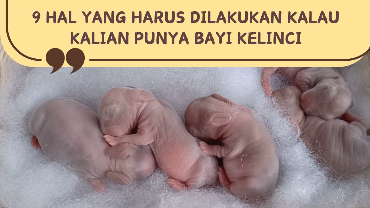 CARA MERAWAT BAYI KELINCI YANG BARU LAHIR