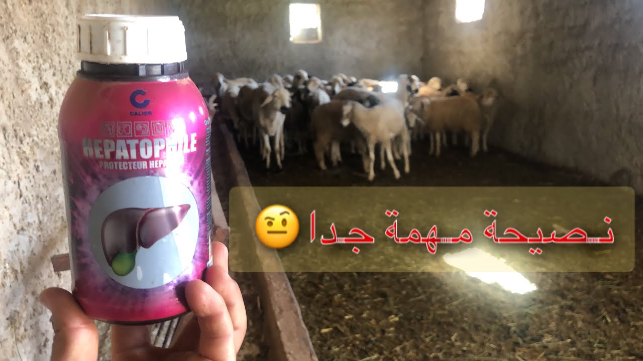 نصيحة مهمة للعلاج مرض المرارة قبل فوات الأوان
