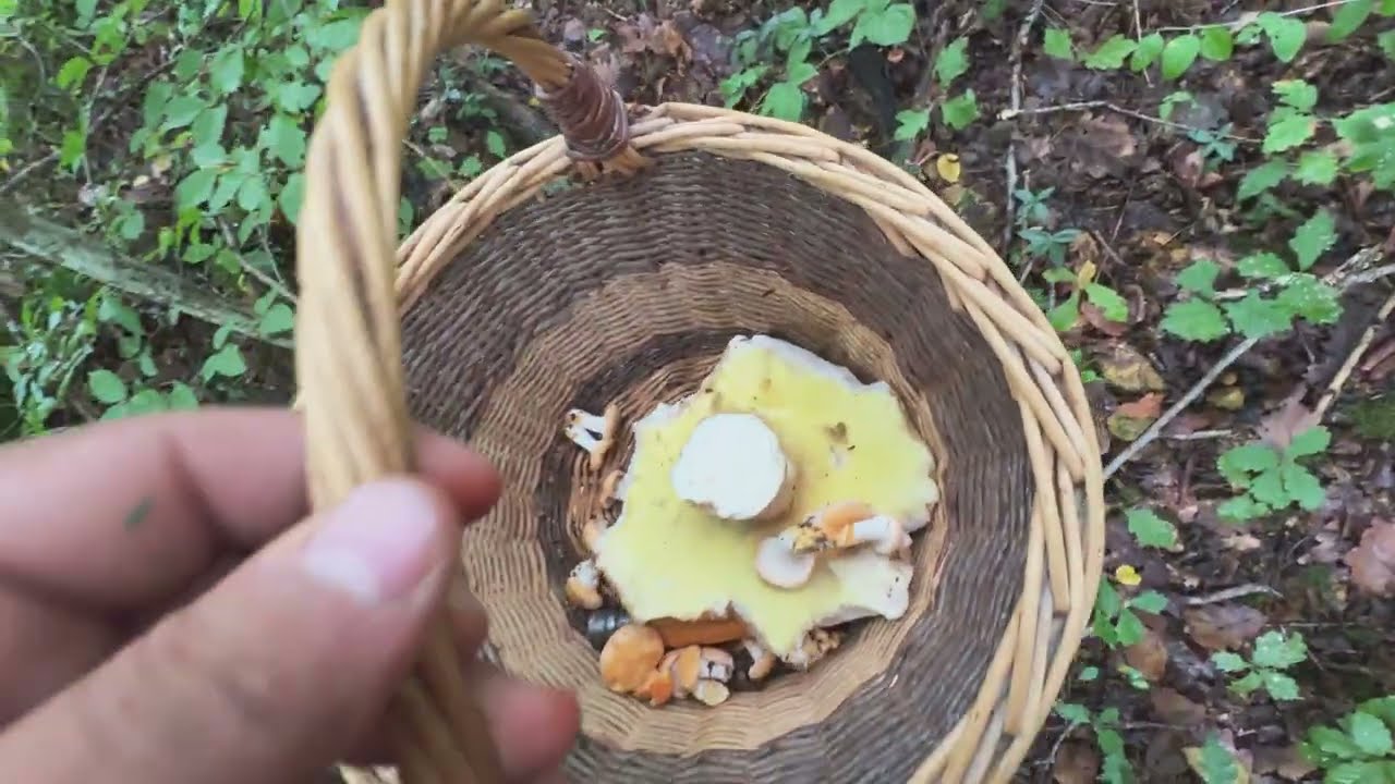 À la recherche des trésors de la forêt !!