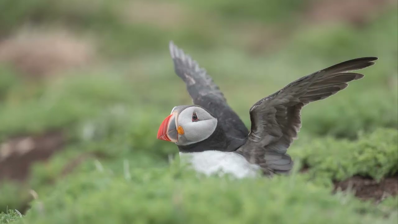 A74_250528_Puffin_Photo #2