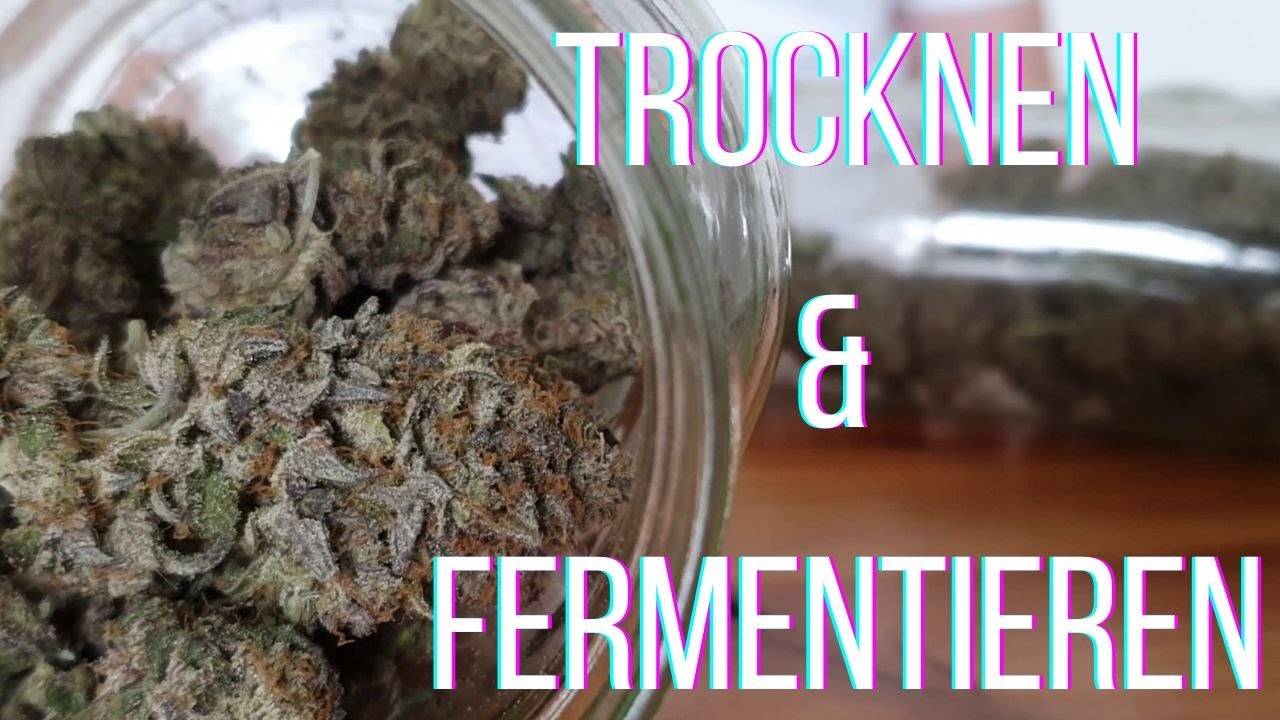 Trocknung und Curing von Cannabis | Einweckglas oder Grovebag?