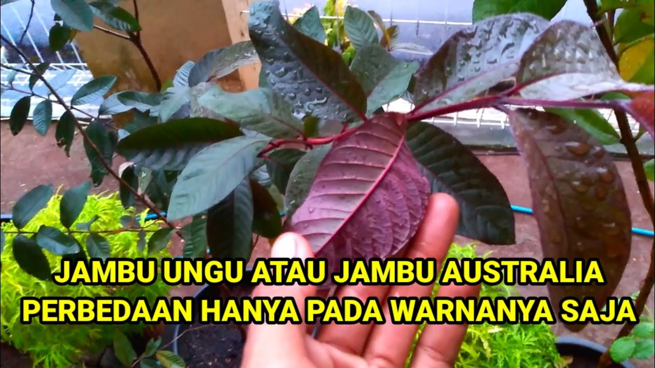 Jambu Ungu Atau Jambu Australia ? Beda Warna Doang Sama Jambu Lokal