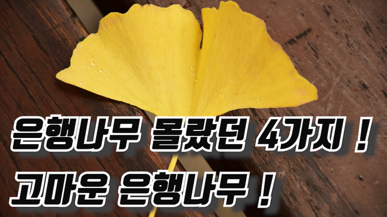 #1화 은행나무이야기(10분의 가치) The story of ginkgo ( The worth of 10min) 숲이야기