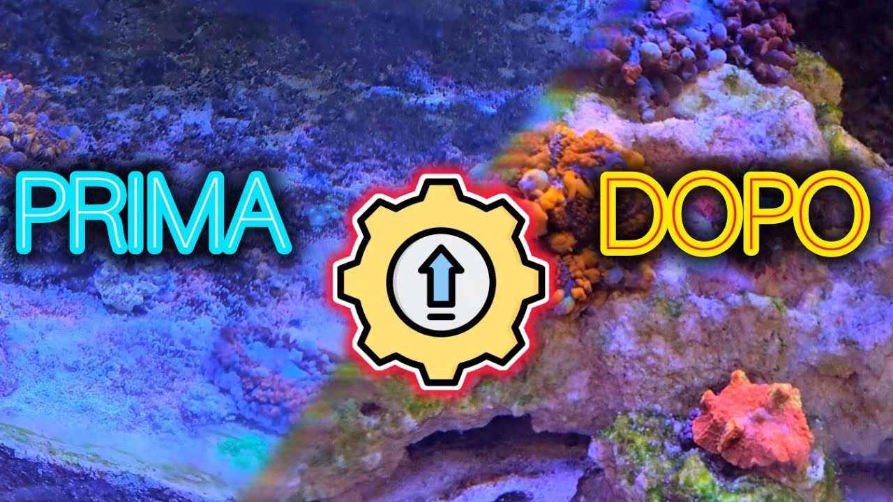  PICCOLO RIALLESTIMENTO NELLA VASCA DI UN'ACQUARIOFILO ⚒️