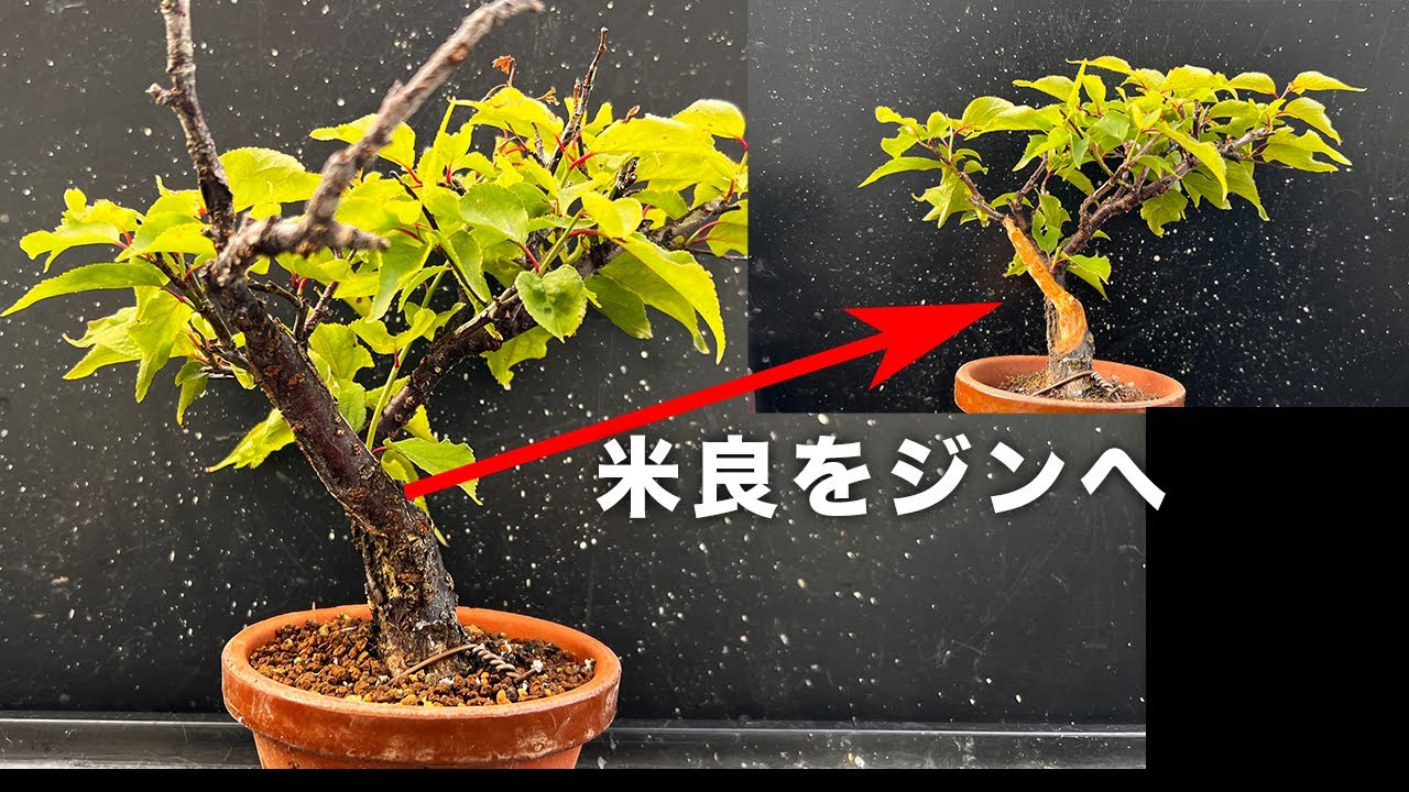 甲州野梅を残して米良を削ってみた #盆栽 #bonsai