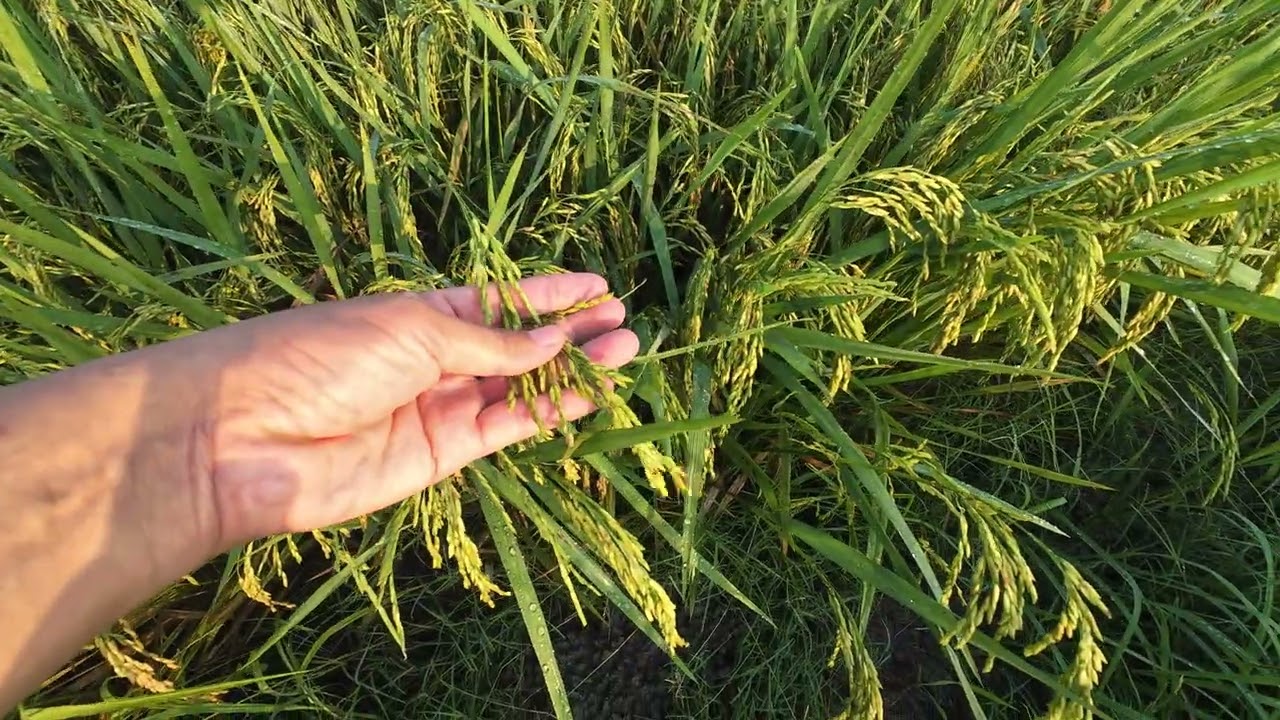 🌾พันธุ์ข้าวอายุน้อยให้ผลผลิตสูง🤔#ชาวนา #ลุงตี๋ตะวันแดง 
