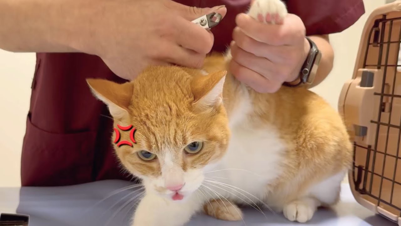 【凶暴猫の爪切り】病院の先生は神の手ですが飼い主は噛みの手ですw