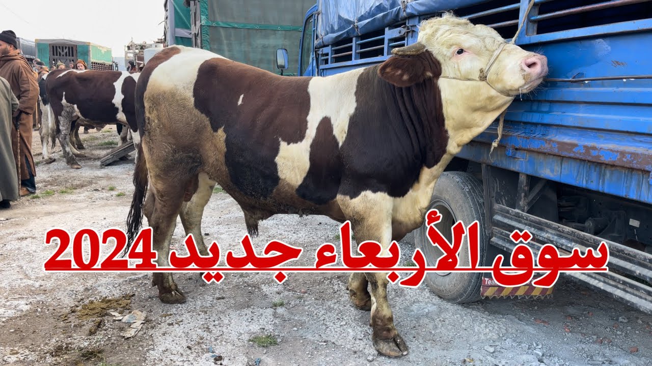 أسعار الابقار في الجزائر من سوق الاربعاء للمواشي 2024