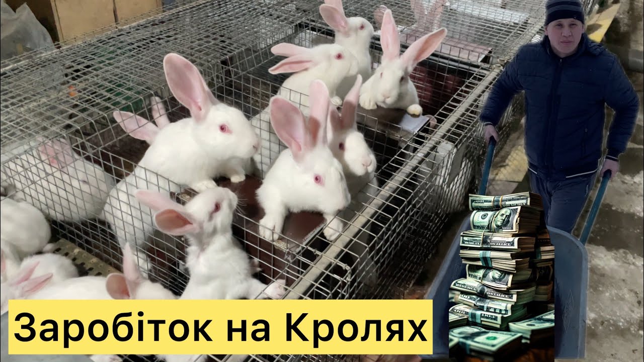 ТАК ЗАРОБЛЯТИ НА КРОЛЯХ МОЖЕ КОЖЕН? РОБОЧИЙ ДЕНЬ НА КРОЛЕФЕРМІ! ЧИМ ГЛИСТОГОНЮ, ЯКІ ТРАПІКИ КРАЩЕ?