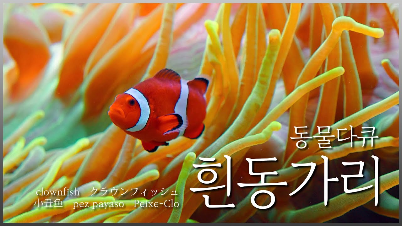 니모를 찾아서의 주인공, 흰동가리🐠