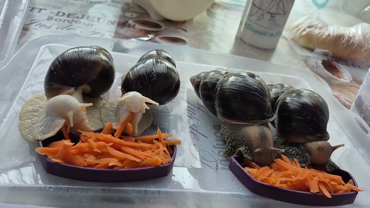 Улитки с аппетитом едят свежую морковку.