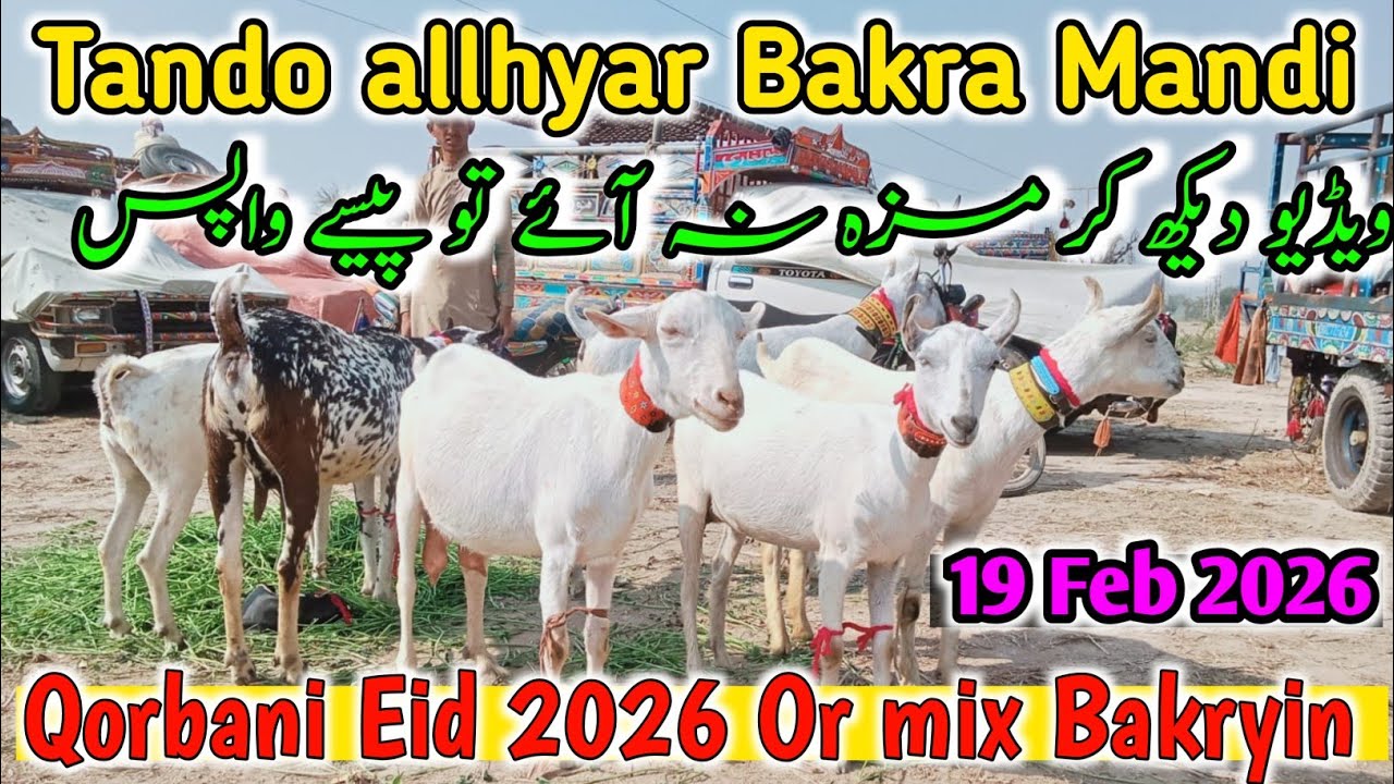 Bakra Mandi Tando Allahyar 2026 | Latest Rates & Updates
