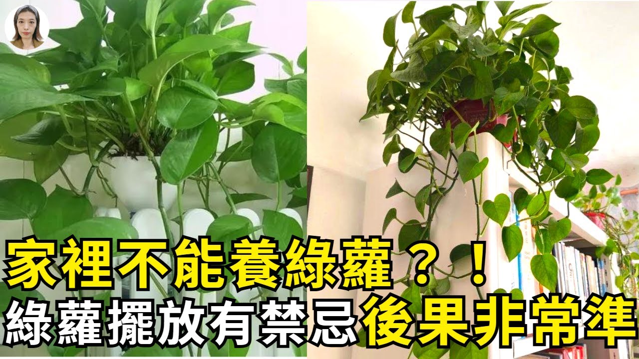 客厅不能养绿萝？！家里这2个地方别摆绿萝，不是迷信而是经验之谈 | 花花世界