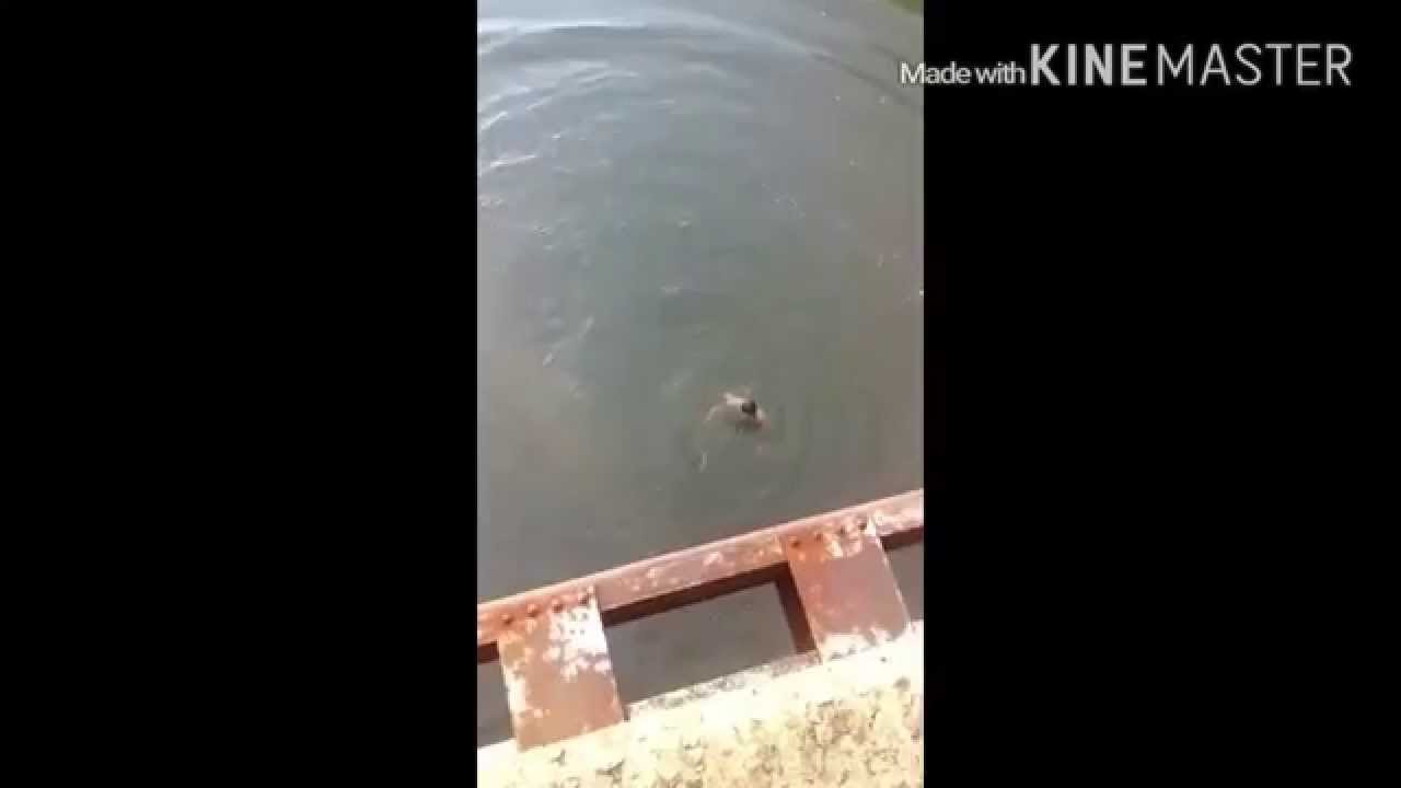 50 Foot Bridge Jump Fail!!