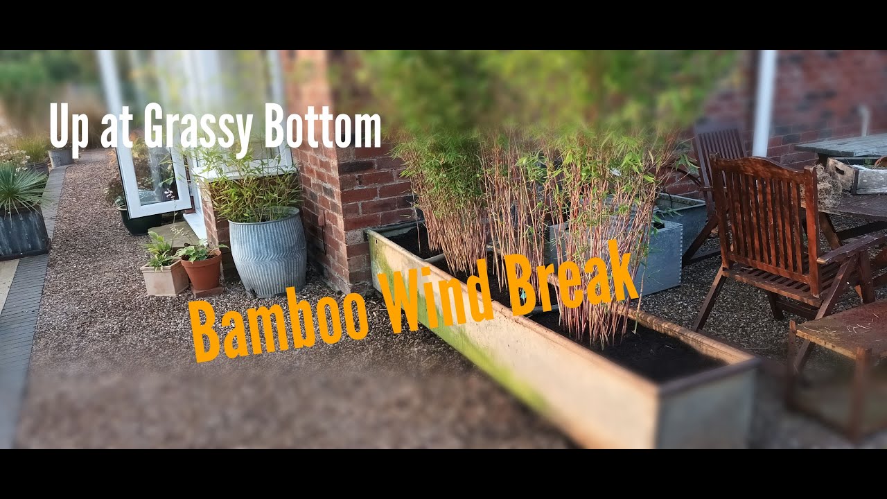 Creating a wind break in the garden