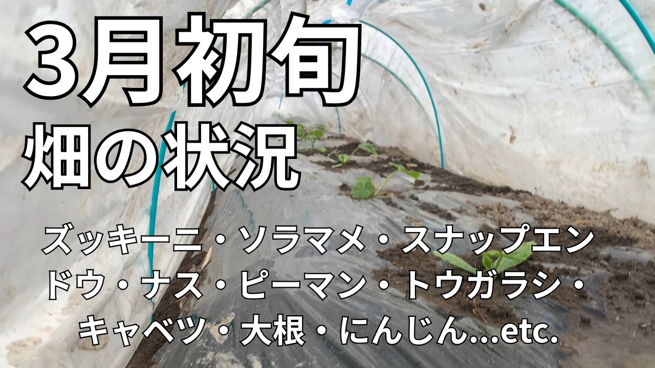 【3月の家庭菜園】畑のリアルな状況｜ズッキーニ・ソラマメなど、春野菜の成長