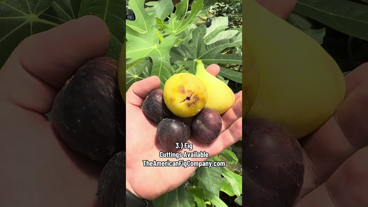 6 Cold-Hardy Fruit Trees That Produce INSANE Harvests! (Zones 5-8)