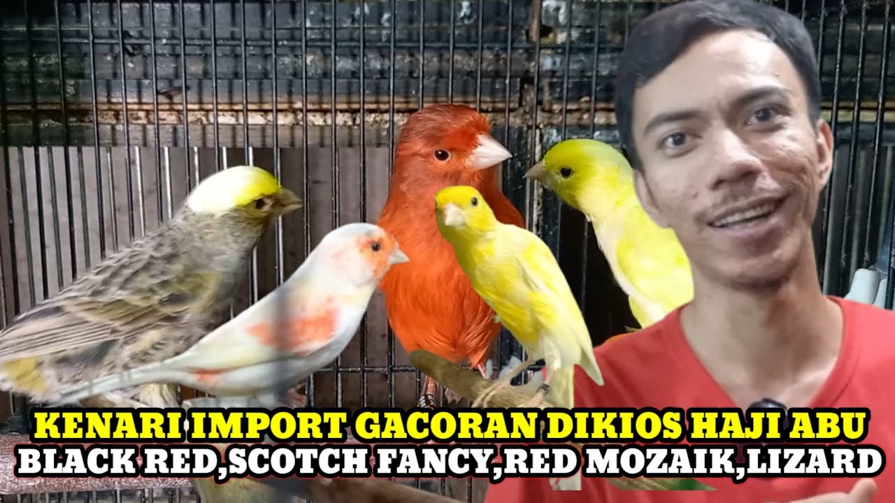 CEK HARGA KENARI IMPORT & BURUNG JENIS FINCH DIKIOS HAJI ABU PASAR BURUNG PRAMUKA TERBARU HARI INI