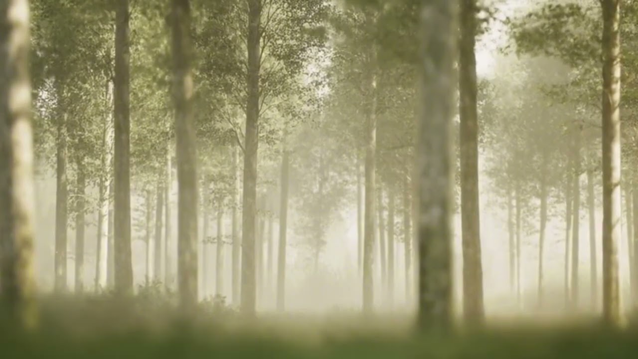 Soft Forest for Deep Sleep