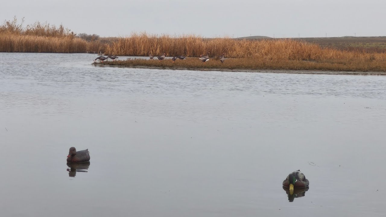 На малой речке #2026 #охота #охотанауток #hunting #duckhunting #duckcalls #охотасдуховымманком 