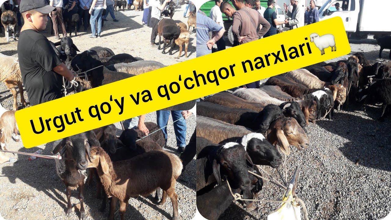 Urgutda qo‘y va qo‘chqor narxlari