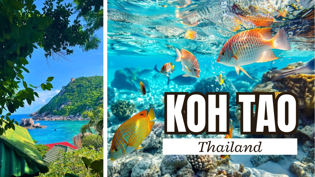 Snorkel With Me In Koh Tao Thailand | No Talking Travel Vlog