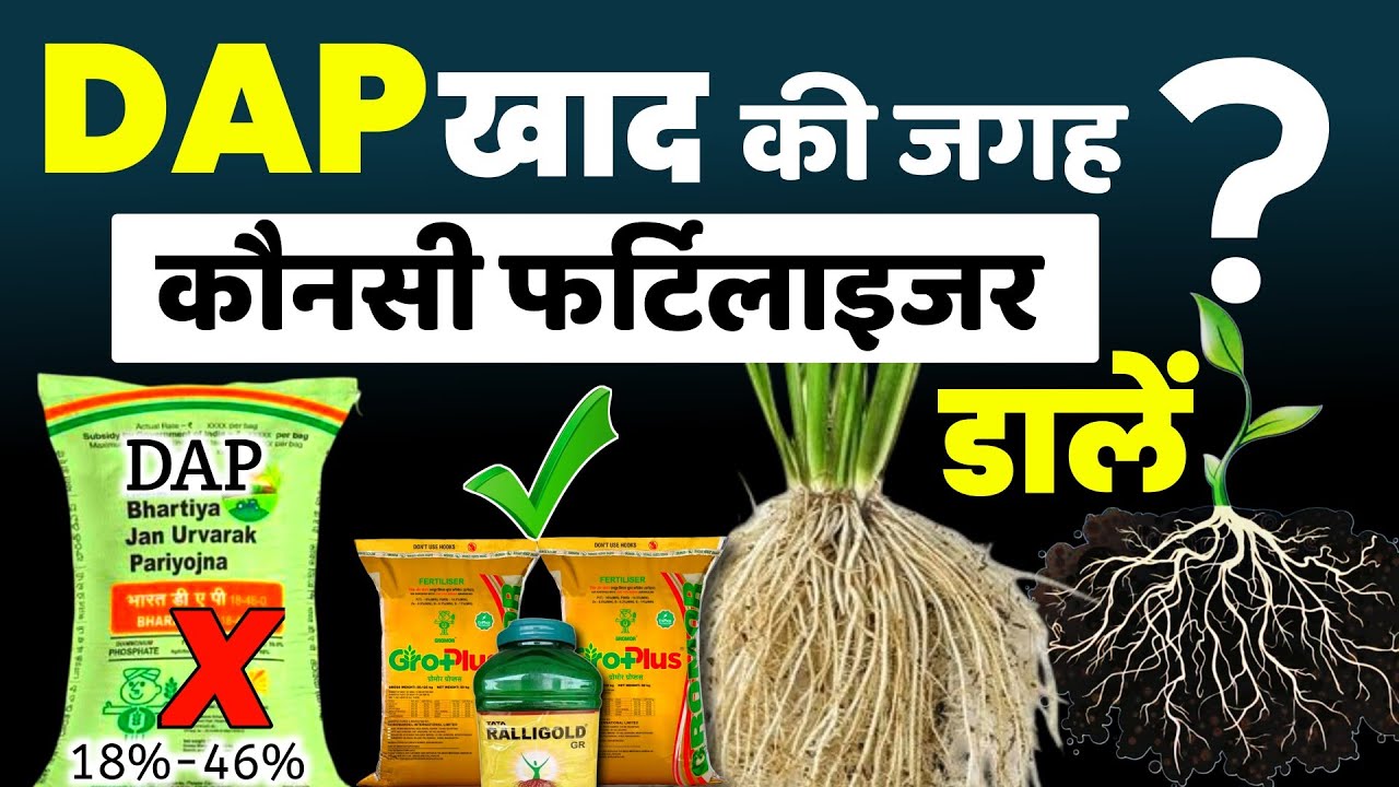DAP खाद की जगह कौनसी खाद डालें | DAP 18-46 fertilizer | डीएपी से बेस्ट खाद🌱Dap se best khad kon hai
