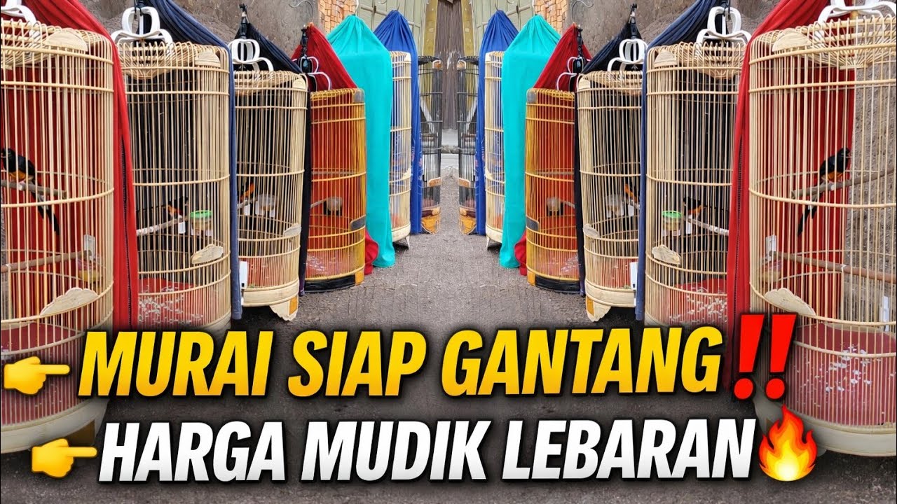 JAKARTA GEMPAR‼️ MURAI BATU SIAP GANTANG HARGANYA KAYA MUDIK LEBARAN 🔥