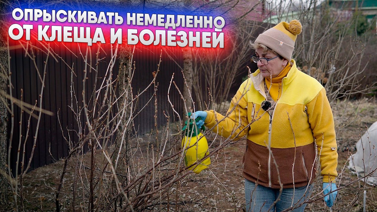 Опрыскивать немедленно   от клеща и болезней