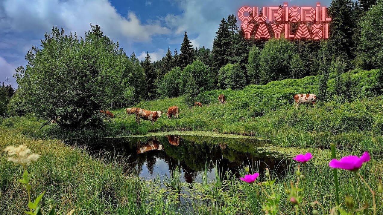 Çurisbil Yaylası/ARDANUÇ (Hiking in the eastern black sea region/TÜRKİYE. Trail Hunter.)