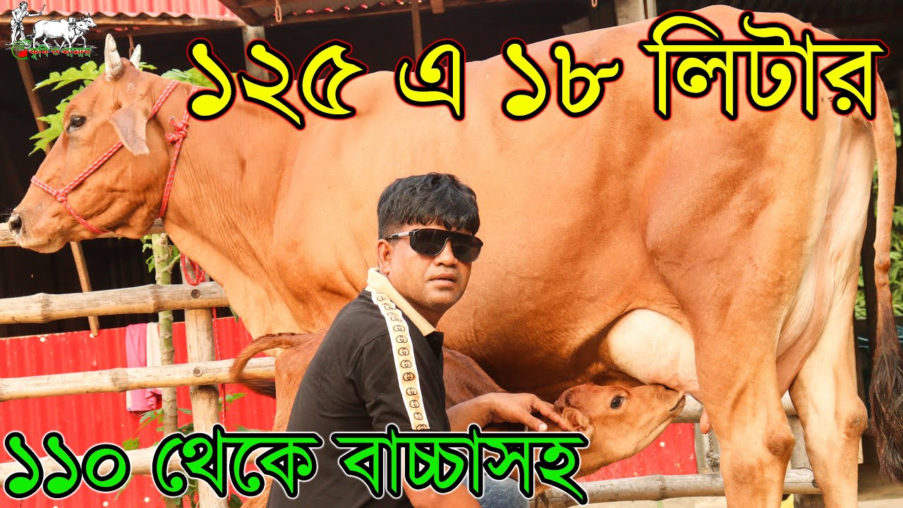 বছরের সেরা সবচেয়ে কমদামে কাউন্সিলর ভাইয়ের গাভীর প্রতিবেদন। ১১০ হাজার টাকা থেকে বাচ্চাসহ গাভী।