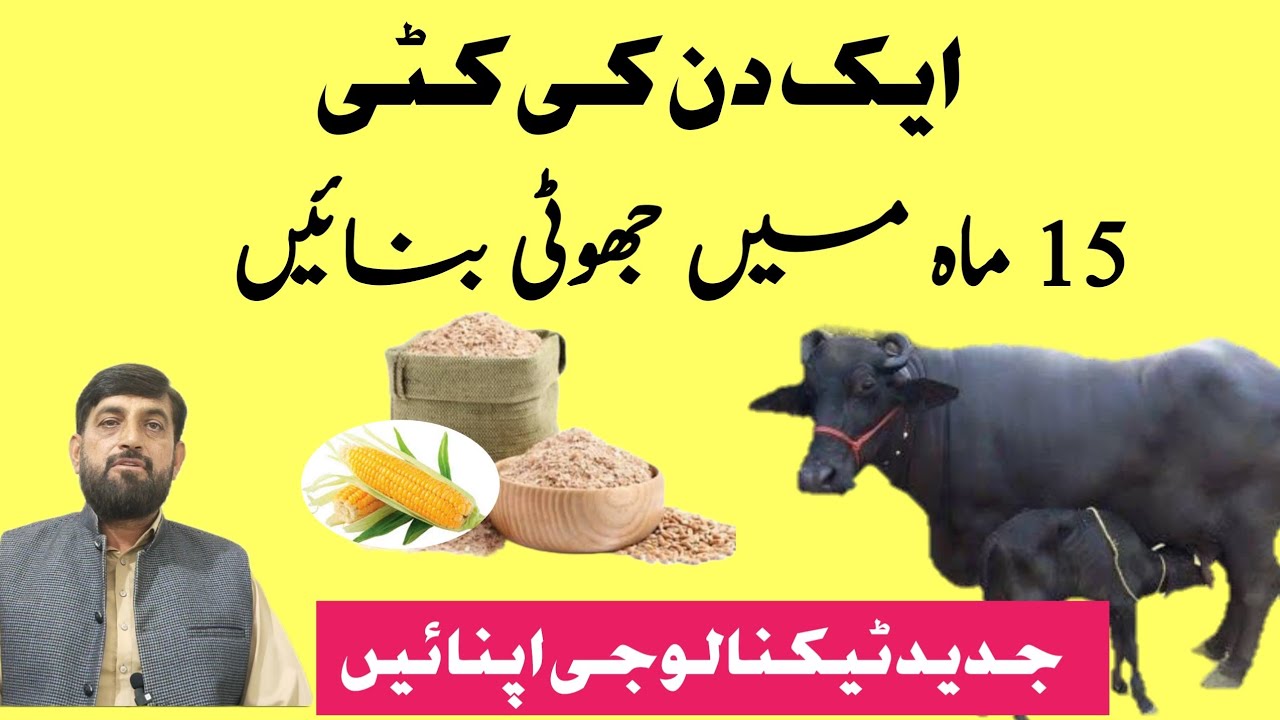 Eik دن ki کٹڑی بچھڑی Ko 15 ماہ mein حاملہ Karnay Ka Tarika | Best weight gain Wanda for Calves