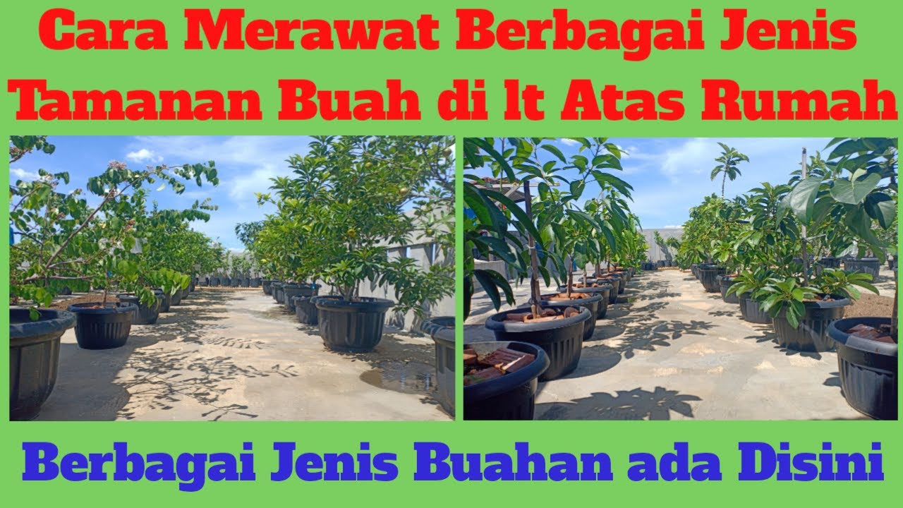 Cara Merawat Tanaman Buah Dalam Pot Agar Cepat Berbuah, Tabulampot di Pekarangan Rumah