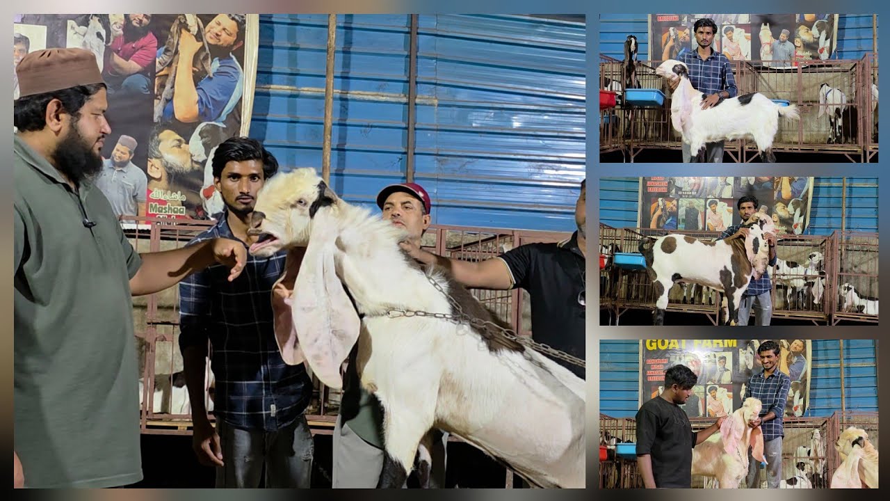 Top Hyderabadi Breedline Under One Roof | Saddam Goat Farm Hyderabad.