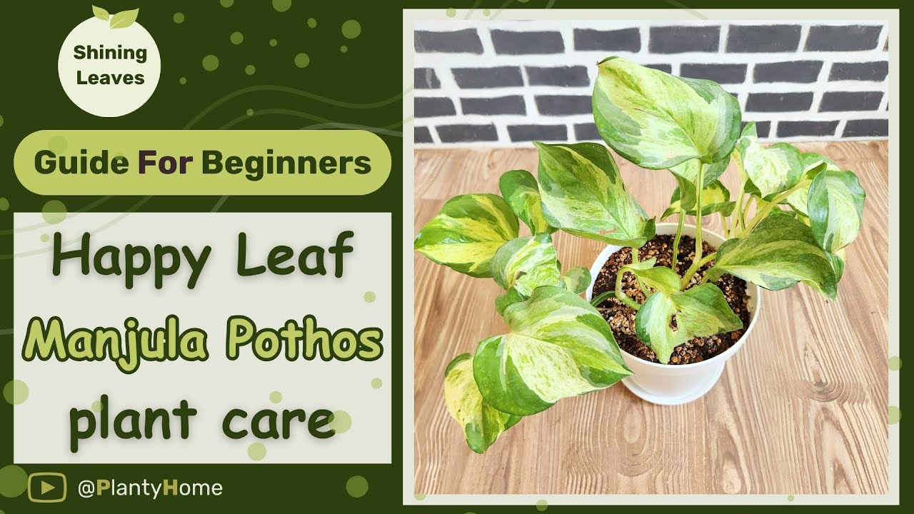 How to Care for a Happy Leaf Manjula Pothos Plant | Complete Care Guide For Beginners